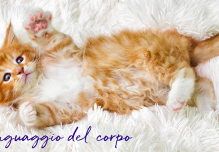 Conoscere il body language del gatto